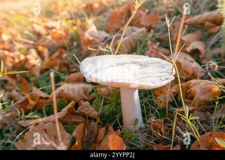 Nahaufnahme eines weißen Pilzes, der zwischen herabfallenden Herbstblättern wächst, beleuchtet vom warmen Glanz der goldenen Stunde Sonnenlicht Stockfoto
