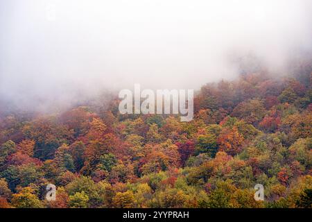 Nebel bedeckt farbenfrohe Bäume an einem Berghang an einem nebeligen Herbsttag Stockfoto