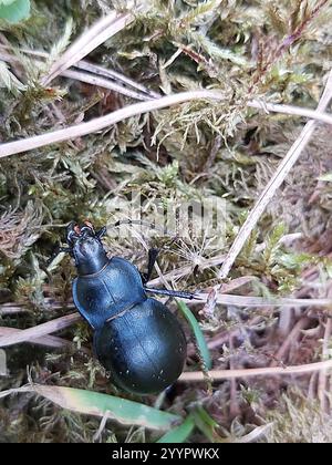 Glatt geschliffener Käfer (Carabus glabratus) Stockfoto