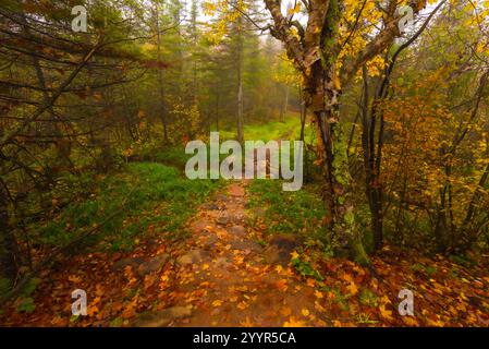 Ruhiger Waldweg bedeckt mit Herbstlaub unter lebendigem Laub Stockfoto