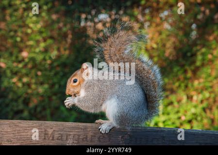 Ein graues Eichhörnchen steht auf einem hölzernen Geländer, umgeben von üppigem Grün. Im Seitenprofil erfasst, knabbert er an Lebensmitteln und hebt seinen buschigen Schwanz hervor Stockfoto