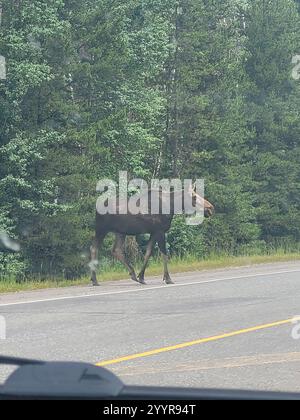 Elch im Nordwesten (Alces alces andersoni) Stockfoto