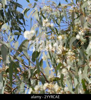 Waldroter Kaugummi (Eucalyptus tereticornis) Stockfoto