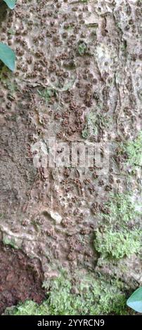 Koghis kauri (Agathis lanceolata) Stockfoto