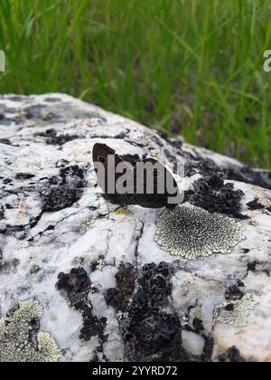 Kleine Holz-Nymphe (Cercyonis oetus) Stockfoto