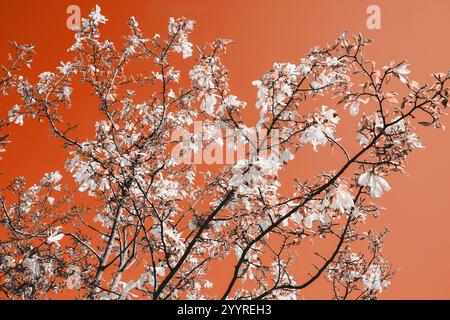 pantone-Ton. Schöne Blumen aus nächster Nähe. Baumkrankheiten. Natürlicher abstrakter Hintergrund. Magnolienblüte. Blühende rosa Magnolienblüten auf den Zweigen Stockfoto