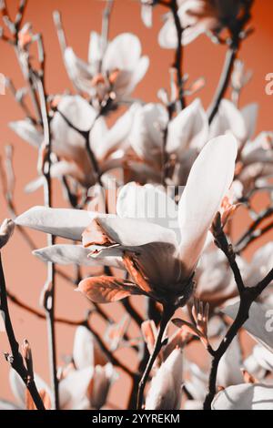 pantone-Ton. Magnolienbäume im botanischen Garten des Frühlings. Schöne Blumen aus nächster Nähe. Selektiver Fokus. Natürlicher abstrakter Hintergrund. Magnolienblüte Stockfoto