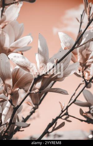 pantone-Ton. Schöne Blumen aus nächster Nähe. Selektiver Fokus. Natürlicher abstrakter Hintergrund. Magnolienblüte. Blühende rosa Magnolienblüten auf den Zweigen Stockfoto