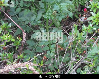 Java-Wassertropfkraut (Oenanthe javanica) Stockfoto