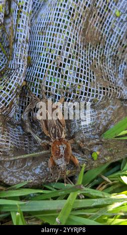 Maulwurf-Kricket (Neocurtilla hexadactyla) Stockfoto