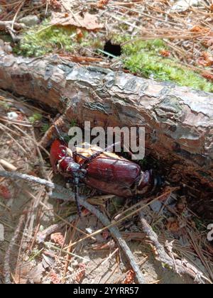 Langhornkäfer mit Zahnhalsen (Prionus pocularis) Stockfoto