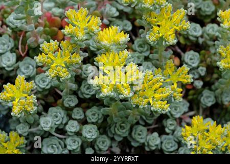 Gelb-grün Sedum spathulifolium „Cape Blanco“, Löffelblättrige Steinblume in Blüte. Stockfoto