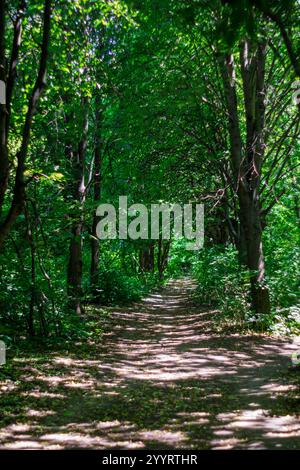 Ein ruhiger Pfad schlängelt sich durch einen grünen Wald, durchflutet mit Sonnenlicht, das durch das Laub filtert, und schafft einen friedlichen Rückzugsort voller vibra Stockfoto