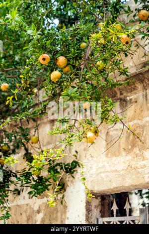 Ein Granatapfelbaum in einer malerischen Gasse des historischen Zentrums der Provinz Otranto von Lecce, Salento, Region Apulien, Italien Stockfoto