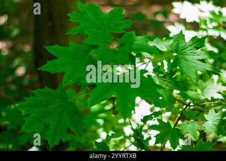 Hellgrüne Ahornblätter glitzern unter dem warmen Sonnenlicht in einem üppigen Wald. Das lebhafte Laub schafft eine ruhige Atmosphäre zwischen den Bäumen, Highlight Stockfoto