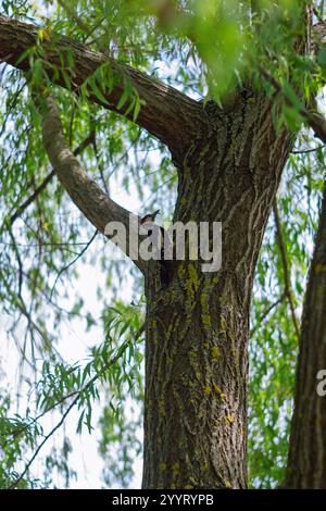 Ein Specht klettert auf die Rinde eines hohen Baumes, umgeben von üppig grünen Blättern. Das Sonnenlicht filtert durch die Äste und schafft eine friedliche Atmosphäre Stockfoto