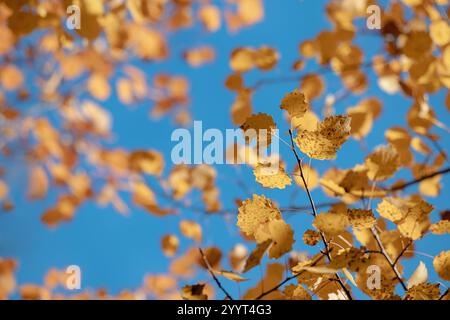 Wunderschöne goldene Espenblätter bilden einen atemberaubenden Kontrast zu einem klaren blauen Himmel und halten das Wesen des Herbstes fest Stockfoto