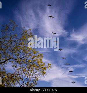 Kanadische Gänse schweben in Formation über dem Pinery Provincial Park in der Nähe von Grand Bend, Ontario, mit leuchtenden Herbstbäumen und einem auffälligen blauen Himmel im Blick. Stockfoto