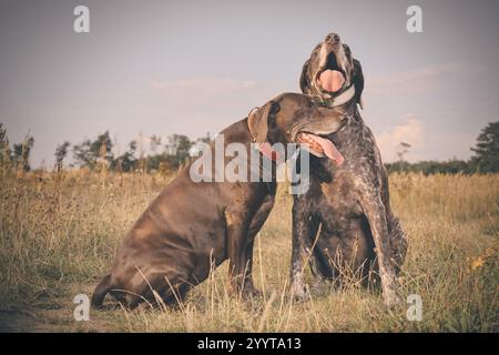 Ein paar ältere deutsche Kurzhaarweibchen im Feld Stockfoto