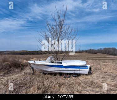 Ein verlassenes Boot mit einem Baum, der durch das Boot wächst, befindet sich auf einem Bauernfeld in der Nähe von Markham, Ontario, unter einem klaren blauen Himmel und symbolisiert die Erholung der Natur Stockfoto