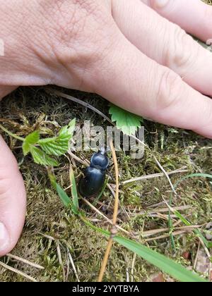Glatt geschliffener Käfer (Carabus glabratus) Stockfoto