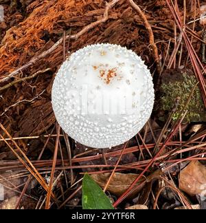 Amerikanische abrupte Bulbed Lepidella (Amanita abrupta) Stockfoto