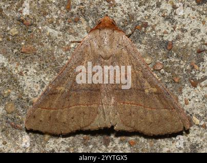 Rot gefütterte Panopoda Motte (Panopoda rufimargo) Stockfoto