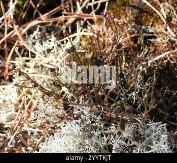 Smooth Pixie Flechte (Cladonia gracilis gracilis) Stockfoto