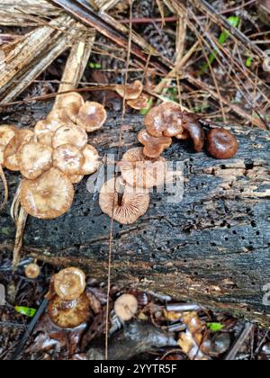 Austral-Honigpilz (Armillaria novae-zelandiae) Stockfoto