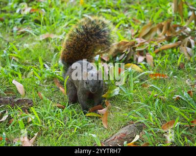 Taiwan Eichhörnchen (Callosciurus erythraeus thaiwanensis) Stockfoto