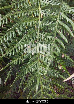 Austral Bracken (Pteridium esculentum) Stockfoto