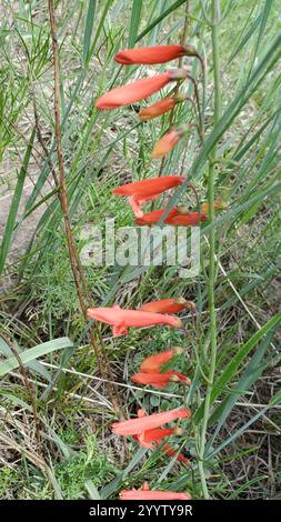 Beardlip Penstemon (Penstemon barbatus) Stockfoto