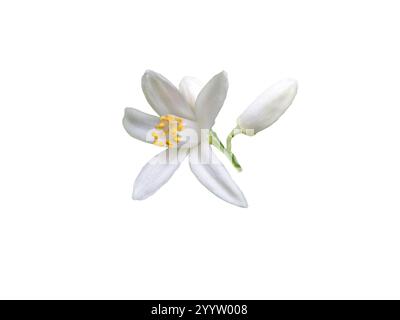 Weiße Orangenblüten und Knospen, isoliert auf weiß. Calamondin-Blüte. Zitrusblüte. Stockfoto