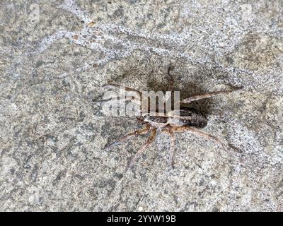 Wolfsspinne (Schizocosa avida) Stockfoto