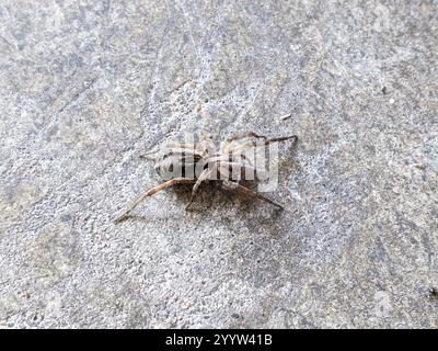 Wolfsspinne (Schizocosa avida) Stockfoto