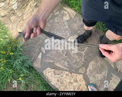 Westliche Schwarzhalsgarterschlange (Thamnophis cyrtopsis cyrtopsis) Stockfoto