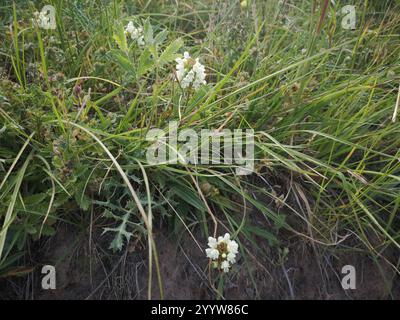 Selfheal (Prunella laciniata) Stockfoto