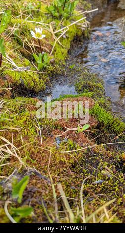 Brunnen Apfelmoos (Philonotis fontana) Stockfoto