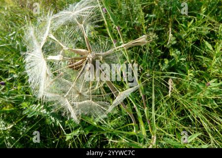 Östlicher Ziegenbart (Tragopogon orientalis) Stockfoto