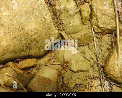 Dunkle Holzschaben (Ischnoptera deropeltiformis) Stockfoto
