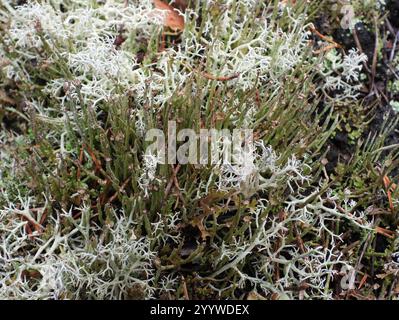 Smooth Pixie Flechte (Cladonia gracilis gracilis) Stockfoto