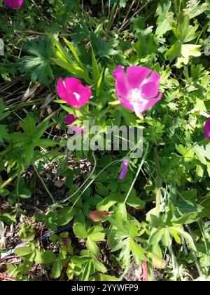 Winecup Malve (Callirhoe involucrata) Stockfoto