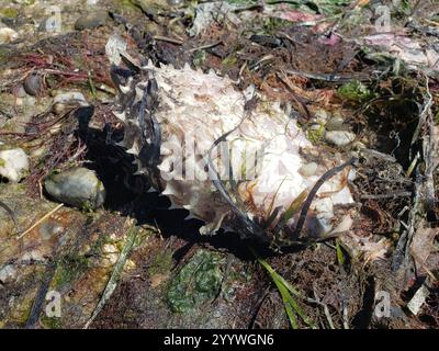 Gestreifter Burrfisch (Chilomycterus schoepfii) Stockfoto