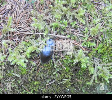Glatt geschliffener Käfer (Carabus glabratus) Stockfoto