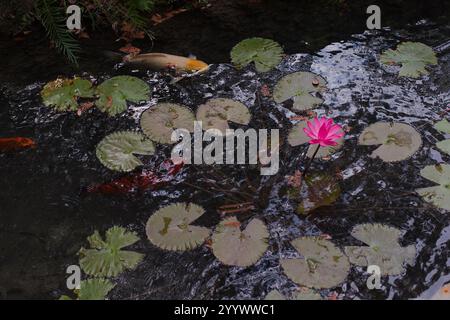 Orangenkoi-Karpfen (Cyprinus carpio haematopterus) und eine Wasserlilie mit roter Blume auf grünen Lilienpads am Uferrand und im Wasser stehend. Lo Stockfoto