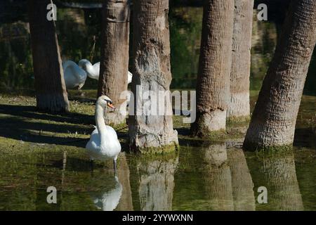 Ein weißer Schwan am Ufer, der im Wasser steht. Niedriger Blick über ruhiges Wasser mit Reflexionen. Palmenwagen und grünes Gras im Hinterland Stockfoto