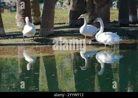 Drei weiße Schwäne am Ufer, die im Wasser stehen. Niedriger Blick über ruhiges Wasser mit Reflexionen. Palmenwagen und grünes Gras im Hintern Stockfoto