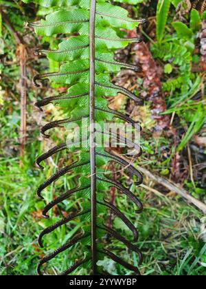 Kronfarn (Lomaria-Verfärbung) Stockfoto