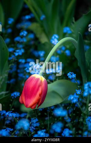 Eine welkende, traurige Tulpe in der Natur, die das Konzept von Traurigkeit und Depression veranschaulicht Stockfoto