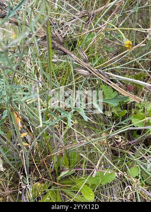 Isle of man Kohl (Coincya monensis) Stockfoto